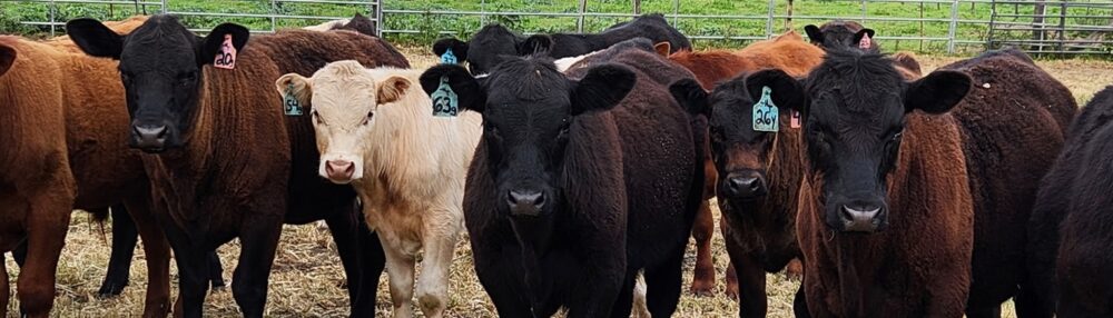 DT Beef